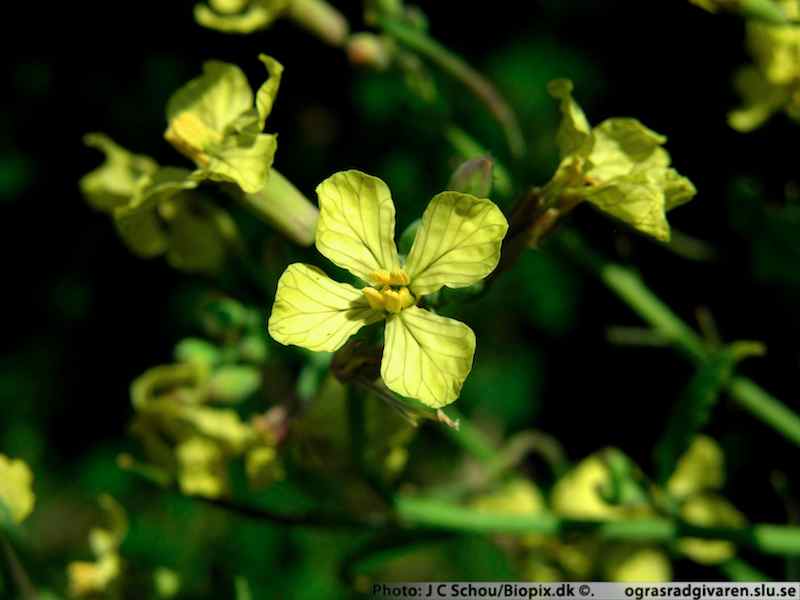 Åkerrättika (R. raphanistrum). Blomma i närbild (mörkådriga kronblad).